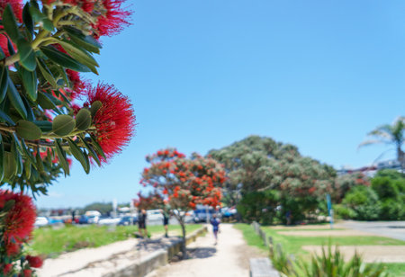 Takapuna beach in summer. Pohutukawa trees in full bloom. Unrecognizable people and cars in the background. Auckland.の写真素材