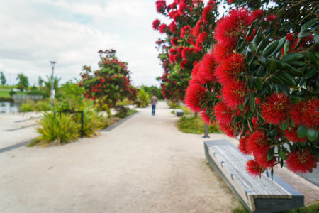 Pohutukawa blooms at Albany Lakes Reserve. Auckland.の写真素材