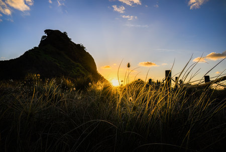 Lion Rock at sunset, bunny tail grasses in the foreground. Piha Beach. Waitakere Ranges. Auckland.の写真素材