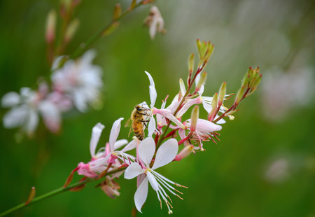 Honey bee gathering nectar and pollen from pink flowersの写真素材