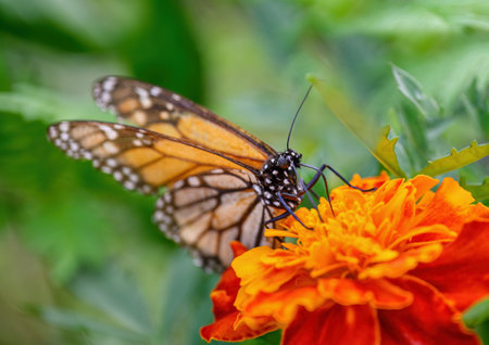 Monarch butterfly feeding on nectar and pollinate beautiful orange flowers.の写真素材