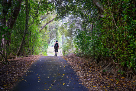 Man walking on the road in the woods, fallen autumn leaves on the ground. Auckland.の写真素材