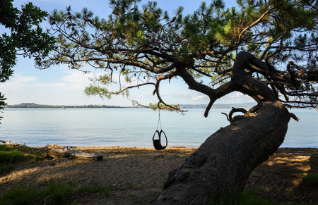 Kendall Bay, Kauri Point Centennial Loop track. Auckland.の写真素材