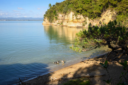 Dogs playing at Kendall Bay, Kauri Point Centennial Loop track. Auckland.の写真素材