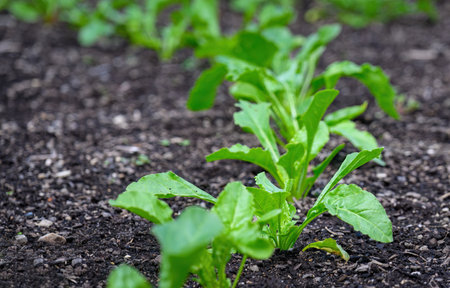 Young lettuce growing in the fieldの写真素材