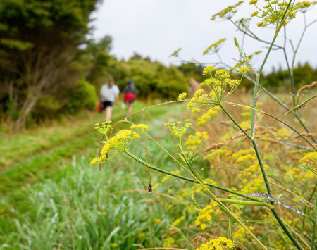 Wildflowers along the Long Bay coastal Okura Track. Unrecognizable people hiking on the track. Auckland.の写真素材