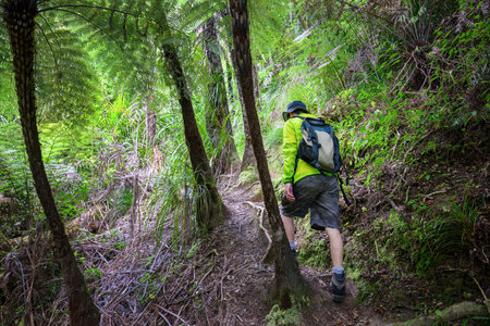 Man with green jacket hiking in the forest of Kauri Point Centennial Loop track. Auckland.の写真素材