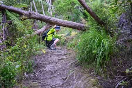 Man walking under the fallen tree at Kauri Point Centennial loop track. Auckland.の写真素材