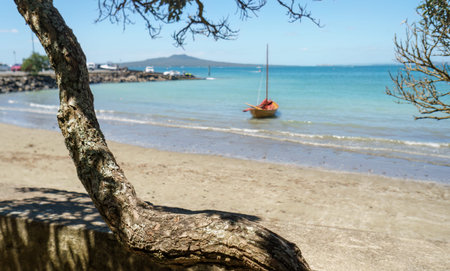 Pohutukawa tree framing a sailboat at Takapuna beach.  Rangitoto Island in the distance. Selective...