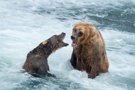 Two brown bears fighting. Brooks River. Katmai National Park. Alaska. USA.の写真素材