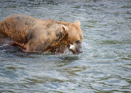 Brown bear caught a salmon in his mouth. Brooks river. Katmai National Park. Alaska.の写真素材