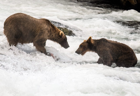 Brown bear with a salmon in his paw, fighting with another bear. Brooks River. Katmai National Park. Alaska. USA.の写真素材