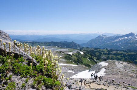 White wildflowers Partridge-foot (Luetkea pectinate) at Skyline Trail. Mount Rainier National Park....