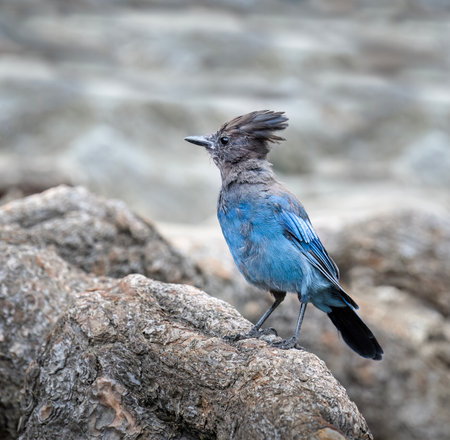 Steller's jay (Cyanocitta stelleri) at Eagle Lake. South Lake Tahoe. California.の写真素材
