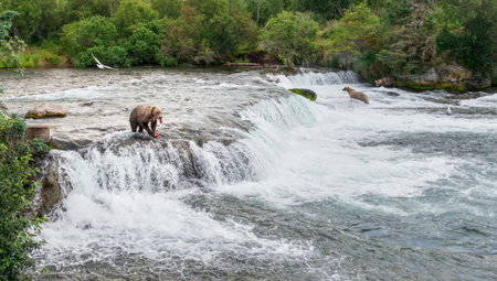 Brown bear eating salmon on top of Brooks Falls. Katmai National Park. Alaska. USA.の写真素材