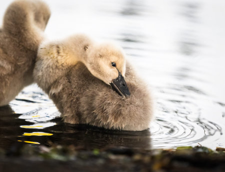 Close-up image of a black swan cygnet preening its fine feathers.
