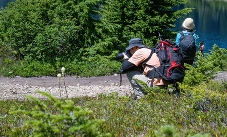 Backpackers taking photos of Bear Grass wildflowers (Xerophyllum tenax) by Summit lake. Mount Rainier National Park. Washington State.の写真素材