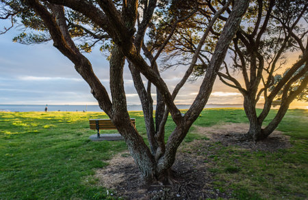 Pohutukawa trees at sunrise. Unrecognizable people and birds playing on the beach. Auckland.の写真素材