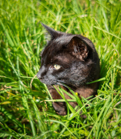 A black cat sitting among long green grass.の写真素材
