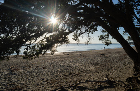 Sun starburst shining through Pohutukawa trees at sunrise. Unrecognizable people and dogs playing on the beach. Auckland.の写真素材