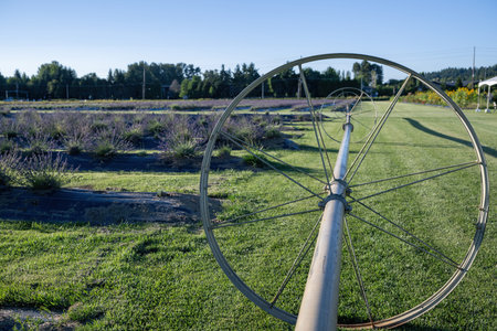Irrigation system on a lavender flower garden. Washington State. USA.