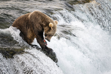Alaska brown bear eating sockeye salmon on top of Brooks Falls. Katmai National Park. Alaska. USA.の写真素材