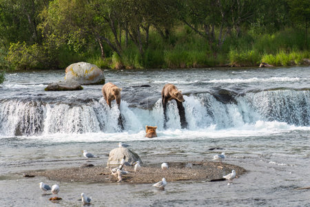 Brown bears salmon fishing on top of Brooks Falls. Birds gathering in the river. Katmai National Park. Alaska. USA.の写真素材