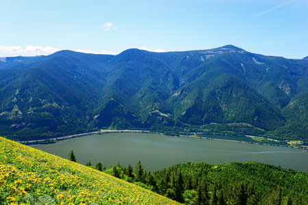 Views of mountains and Columbia River from Dog Mountain trail. Yellow balsamroot wildflowers cover the mountain side. Washington State.の写真素材