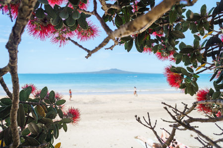 Pohutukawa blooms framing Rangitoto Island and unrecognizable people on the beach. Takapuna Beach....