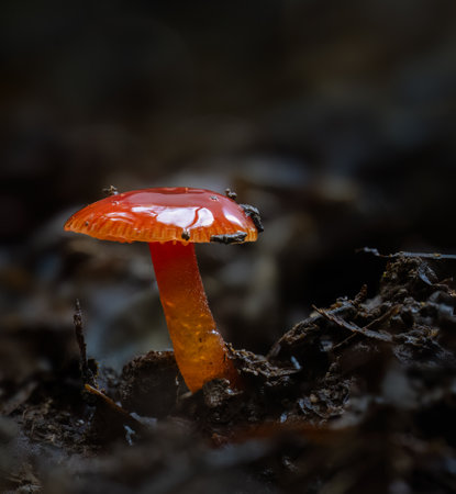 Hygrocybe subheteromorpha, glutinous red waxgill found in the forest. Auckland. New Zealand.の写真素材