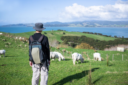 Man enjoying the views with sheep grazing on the meadow. Duder Regional Park. Auckland.