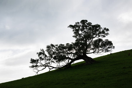 A giant leaning Pohutukawa tree in silhouette against a dark cloudy sky. Duder Regional Park. Auckland.の写真素材