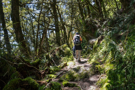 Man hiking in the forest at  Routeburn Track, South Island. New Zealand.の写真素材