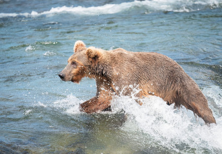 Alaska brown bear walking in Brooks river,  waiting for the opportunity to catch salmon. Katmai National Park. Alaska.の写真素材