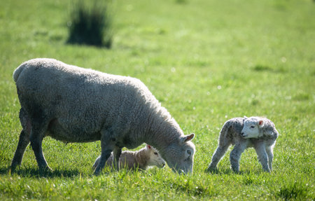 Mother and her baby lambs grazing on green grass. Duder Regional Park. Auckland.の写真素材