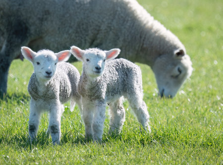 Baby lambs with mother grazing on green grass. Duder Regional Park. Auckland.の写真素材