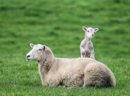 Baby lamb climbing on motherâs back. Auckland.の写真素材