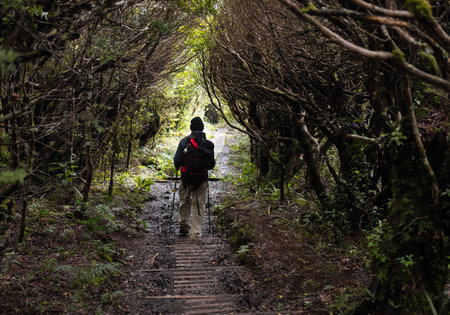 Hiking in the forest of Pouakai Crossing, Egmont National Park. New Zealand.の写真素材