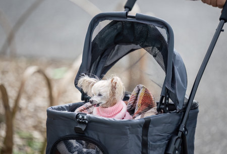 A small fluffy dog wearing a pink sweater, sitting in the baby stroller, pushed by her owner.の写真素材