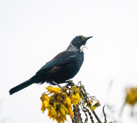 Tui bird perched on top of the Kowhai branch full of flowers, yellow Kowhai pollen on its beak. Auckland.の写真素材