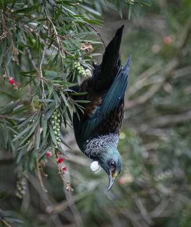 Tui bird perched upside down on bottle brush branch with red flowers. Auckland.の写真素材
