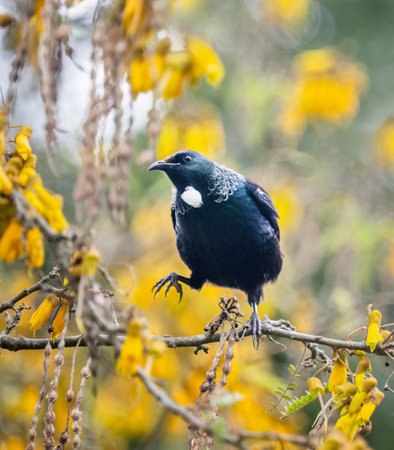 Tui bird with one leg perched on branches with yellow kowhai flowers. Auckland.の写真素材