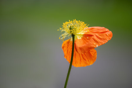 Orange poppy flower dancing in the wind, with only the last two petals left.の写真素材