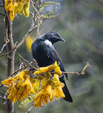 Tui bird perched on branches full of yellow kowhai flowers. Auckland.の写真素材