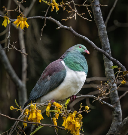 New Zealand pigeon (Kereru)  perched on a Kowhai tree full of yellow flowers. Auckland.の写真素材