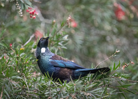 Tui bird perched on a tree full of red flowers. Auckland.の写真素材