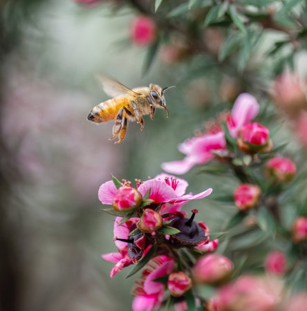 Honey bee flying among pink manuka flowers (Leptospermum scoparium).の写真素材