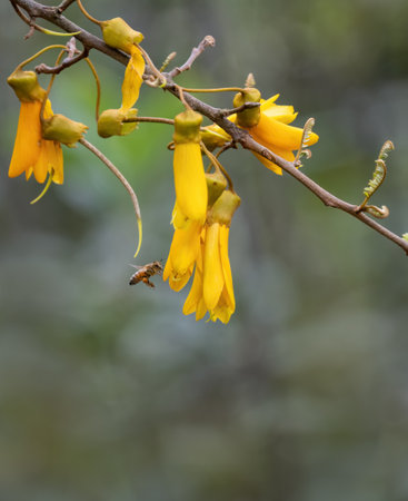 Honey bee flying towards yellow Kowhai flowers.の写真素材