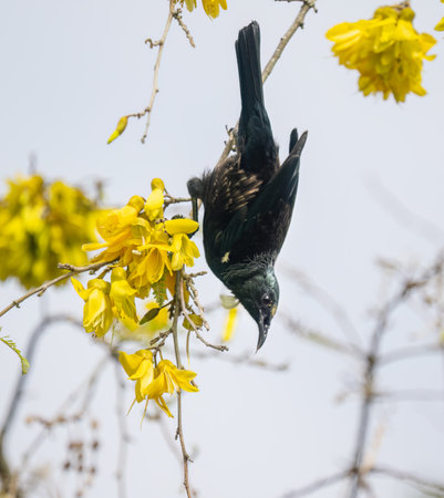 Tui perched upside down and fed on the nectar of yellow Kowhai flowers.の写真素材