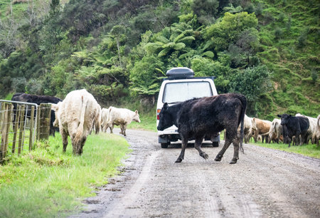 Cows walking on the country road in the rain, blocking the traffic. Waikato. New Zealand.の写真素材